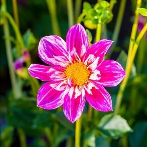 Meet your Posher, Tsering